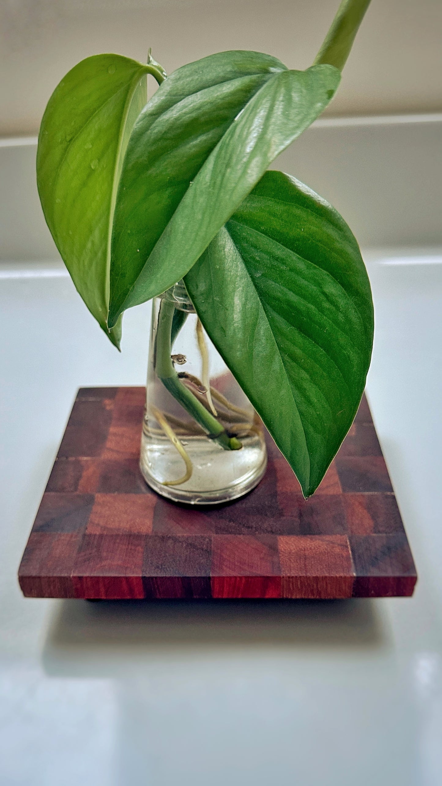 Trivet, 5" - Bloodwood, Ebiara, Chechen